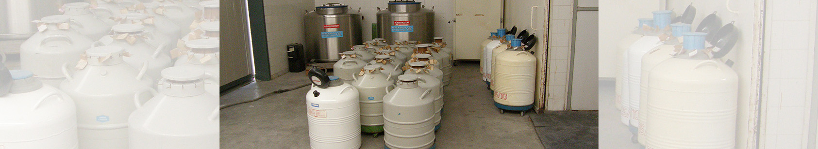 Διανομή σπέρματος σε όλη την Ελλάδα