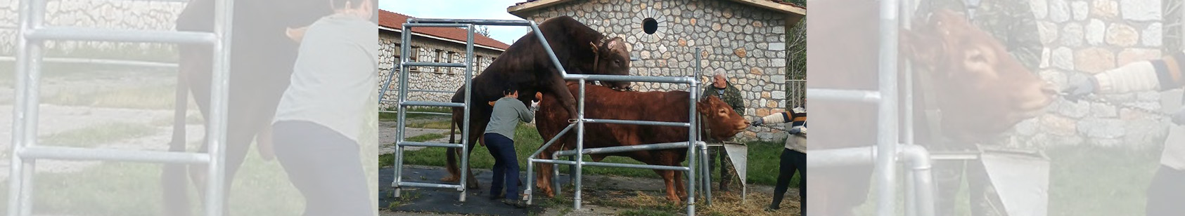 Συλλογή, επεξεργασία, κατάψυξη & αποθήκευση σπέρματος